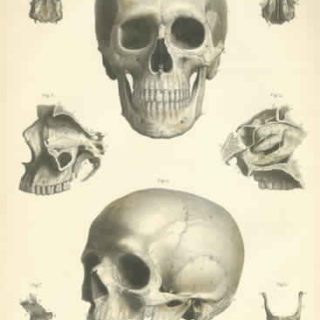 atlas anatomy