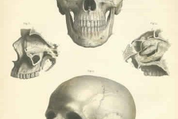 atlas anatomy