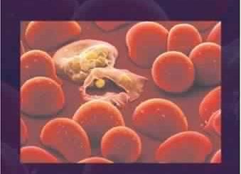 Immunology and Evolution of Infectious Disease by Steven A. Frank