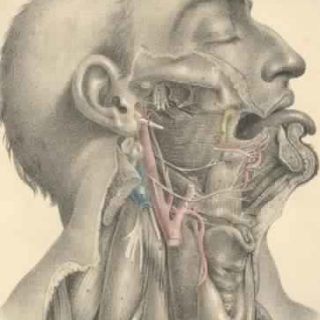 Surgical Anatomy by Joseph Maclise