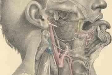 Surgical Anatomy by Joseph Maclise