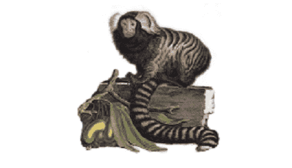 A Project Management Primer by Nick Jenkins