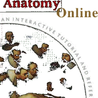 Human Anatomy Online: Laboratory Dissections