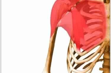 Muscle Atlas of the Extremities by Michael Richardson