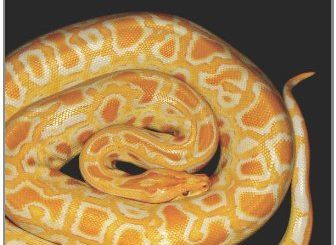 Porting to Python 3: An in-depth guide by Lennart Regebro