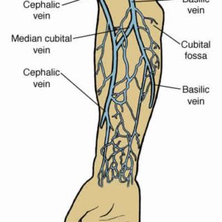 Anatomy of First Aid: A Case Study Approach by Ronald A. Bergman