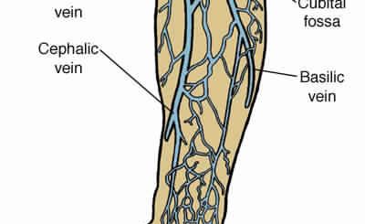 Anatomy of First Aid: A Case Study Approach by Ronald A. Bergman