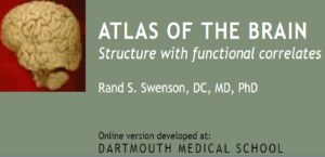 Atlas of the Brain by Rand S. Swenson
