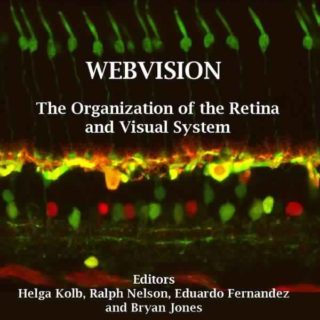 Webvision: The Organization of the Retina and Visual System  by H. Kolb, E. Fernandez, R. Nelson