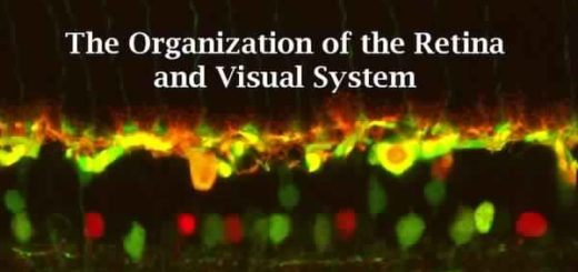 Webvision: The Organization of the Retina and Visual System  by H. Kolb, E. Fernandez, R. Nelson
