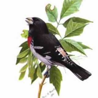 The Bird Book by Chester A. Reed Top Free Books