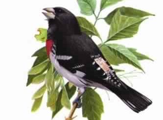 The Bird Book by Chester A. Reed Top Free Books