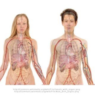 Human Physiology