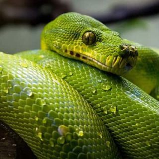 Best Free Python Tutorials, eBooks & PDF To Learn Programming Online pixbay.com under CC0