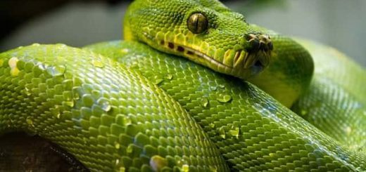 Best Free Python Tutorials, eBooks & PDF To Learn Programming Online pixbay.com under CC0